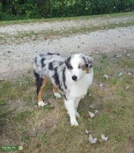 ASDR Registered Standard Australian Shepherd Listing Image