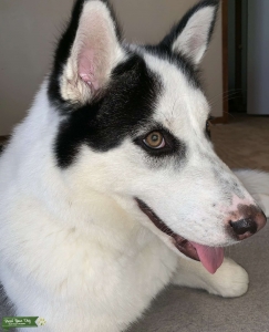 White Piebald Husky Listing Image