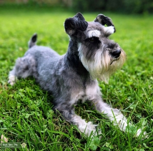 Miniature Schnauzer Stud Listing Image