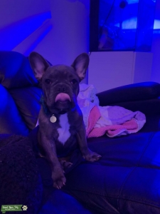 Blue Brindle Male Listing Image