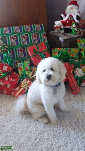 Very Special Maltipoo Listing Image