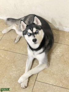 Looking for Male husky  Listing Image