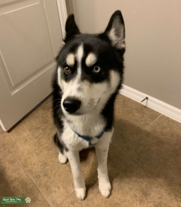 One blue eye and one brown eye  Listing Image