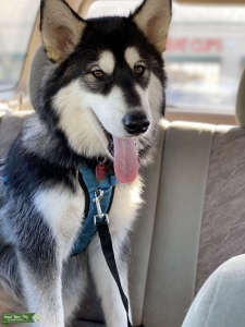 1 Year Old Male Husky: Black and White  Listing Image