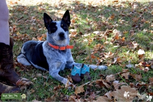 Cash the blue heeler Listing Image