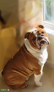 English Bulldog (AKC) Listing Image
