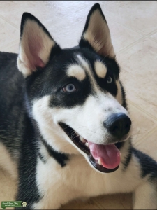 Purebred Siberian Husky (AKC registered) Listing Image