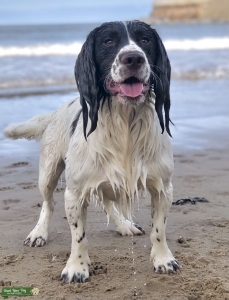Solid Sprocker Stud  Listing Image