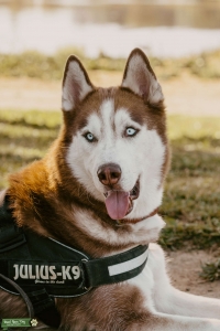 Siberian husky stud  Listing Image