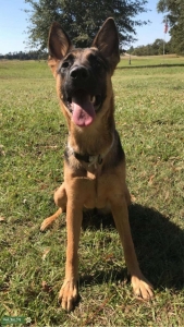 German Shepard  Listing Image