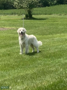 Pure Bred English Cream Golden Retriever AKC Registered Listing Image