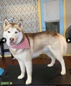 AKC Husky Stud Brown/ blue eye  Listing Image