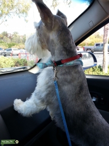 Miniture Schnauzer Listing Image