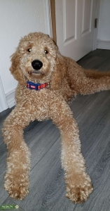 Apricot Labradoodle Listing Image
