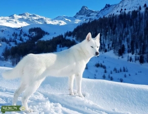 Beautiful Belle Listing Image