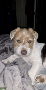 Jack Russel Female Looking to Breed in the future! Listing Image