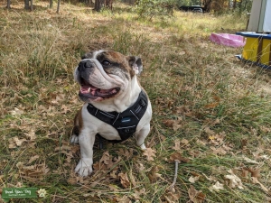 Ch and GCH Blood line English Bulldog Listing Image