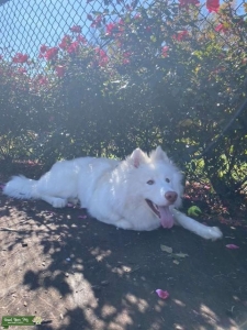 Stud Dog Listing Image