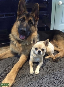 Gorgeous German Shepherd Listing Image