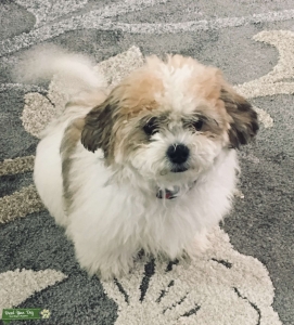 Teddy Bear Bishon Frise and Shitzu Mix Listing Image