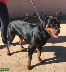 AKC ROTTWEILER  Listing Image