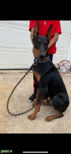 Stud Doberman  Listing Image