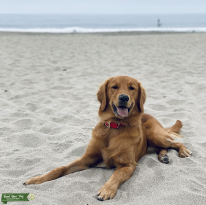 Golden Retriever Listing Image