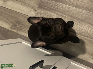 Brindle  Listing Image