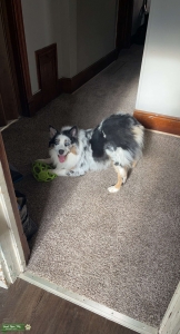 Blue Merle (Standard) Listing Image