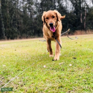 Golden Retriever Listing Image
