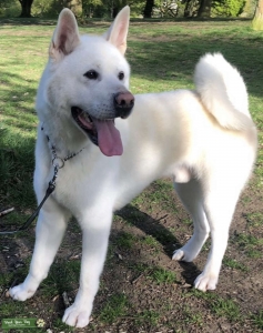 KC REGISTERED - PURE BREED JAPANESE AKITA Listing Image