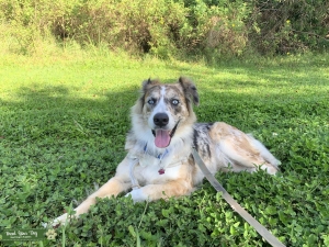 Blue Merle  Listing Image