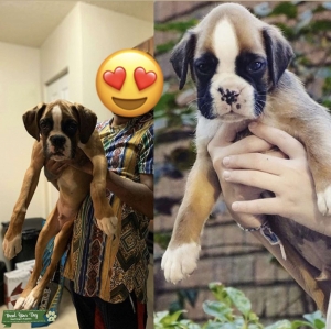 AKC Boxer %87 European Available Stud Listing Image