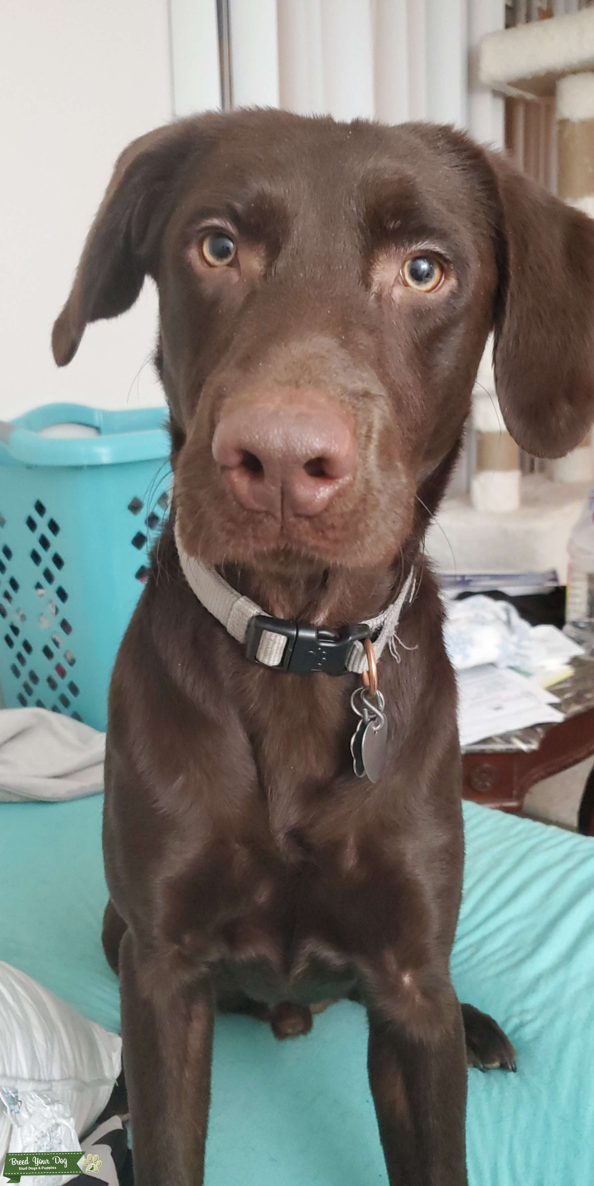 Chocolate Labrador Stud Stud Dog in IN, the United States Breed