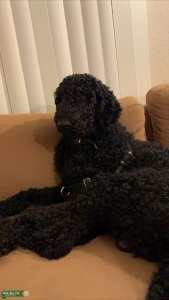 Standard Poodle Stud Listing Image