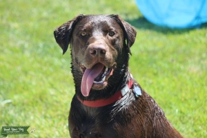  Choc Lab Male 17 months 82 lbs Listing Image