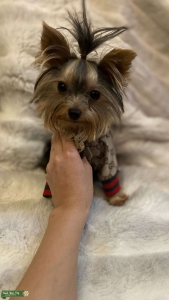 Yorkie Stud Service Listing Image