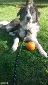 3/ 4 Australian Shepherd, 1/4 Great Pyrenees  Listing Image