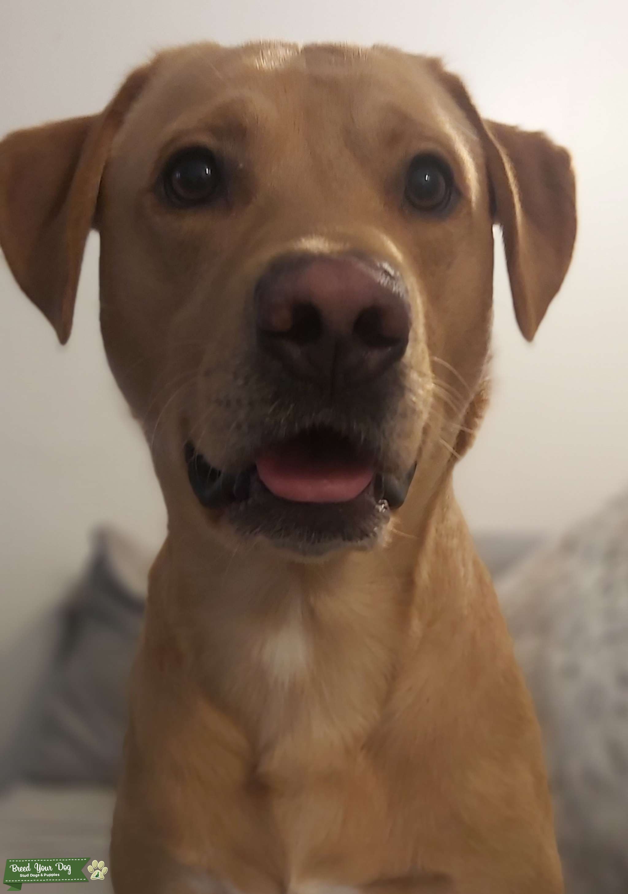 Fox red labrador - Stud Dog in Leicestershire, United States | Breed