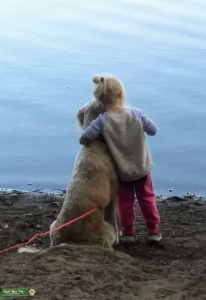 f1 golden doodle female Listing Image