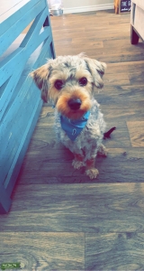 Yorkiepoo to breed Listing Image