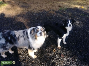Border Collie Listing Image