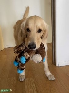 Purebred Golden Retriever Listing Image