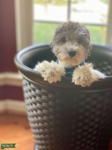 Beautiful Teddy bear cut Schnauzer Listing Image