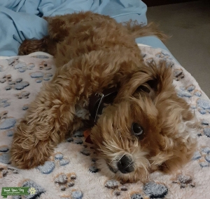 Apricot colored Shih poo  Listing Image