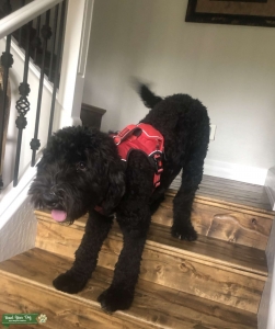Sheepadoodle Male  Listing Image