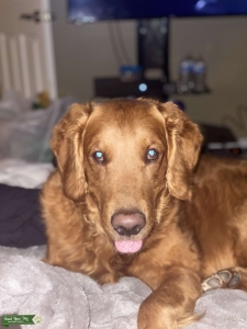 Male Golden looking for bitch Listing Image