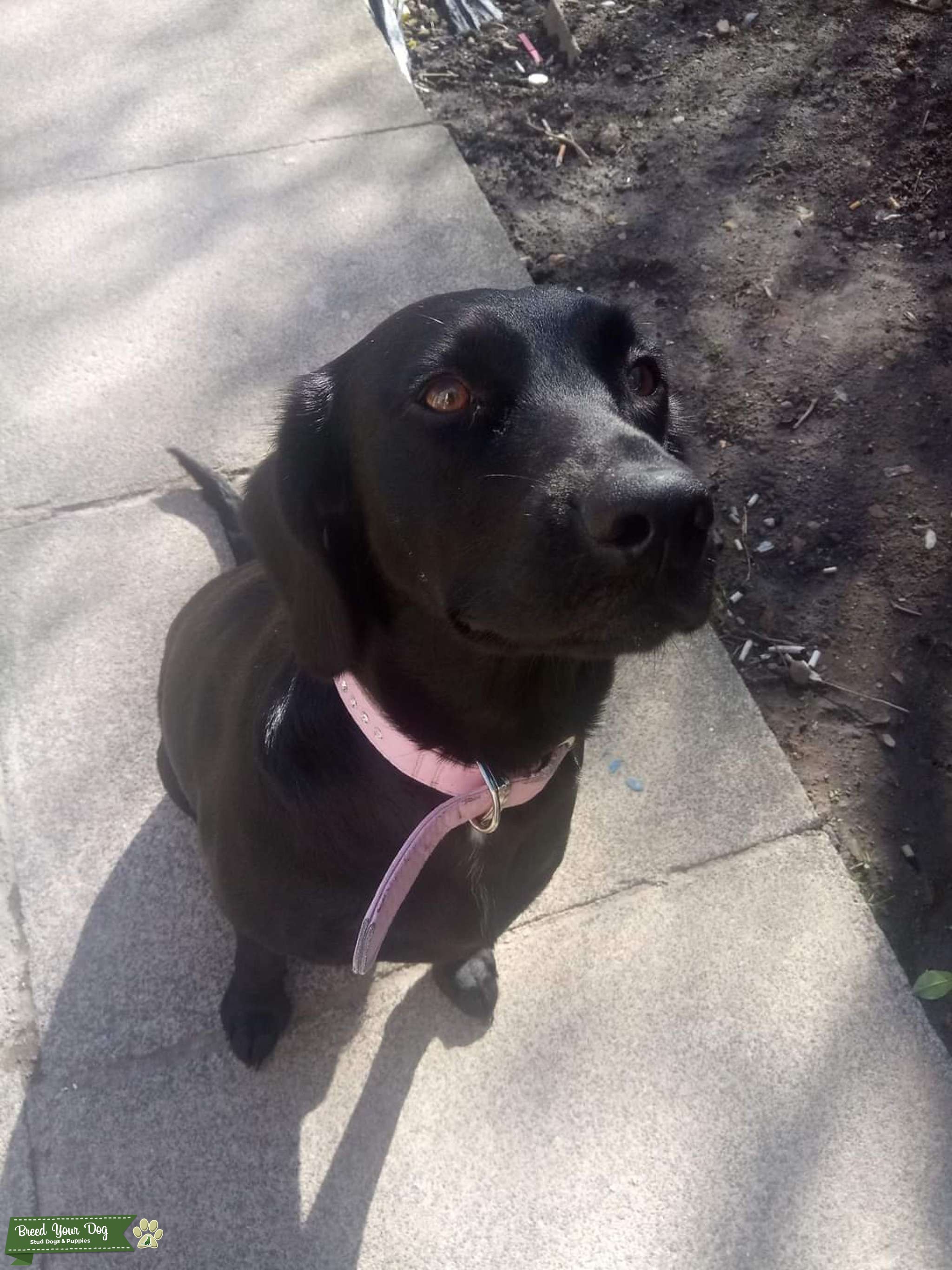 Beautiful labrador bitch looking for stud Stud Dog in County Durham