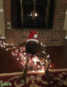 Stud looking for Bitch Listing Image