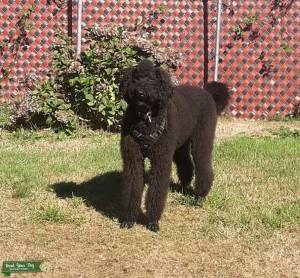 Serious Black airedoodle Listing Image